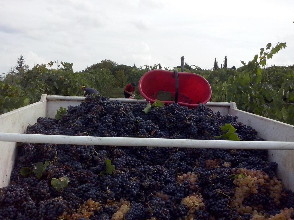 Agriturismo La Querce Rignano sullʼArno Oda fotoğraf