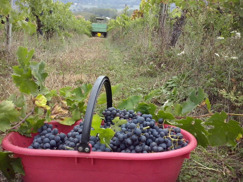 Agriturismo La Querce Rignano sullʼArno Oda fotoğraf