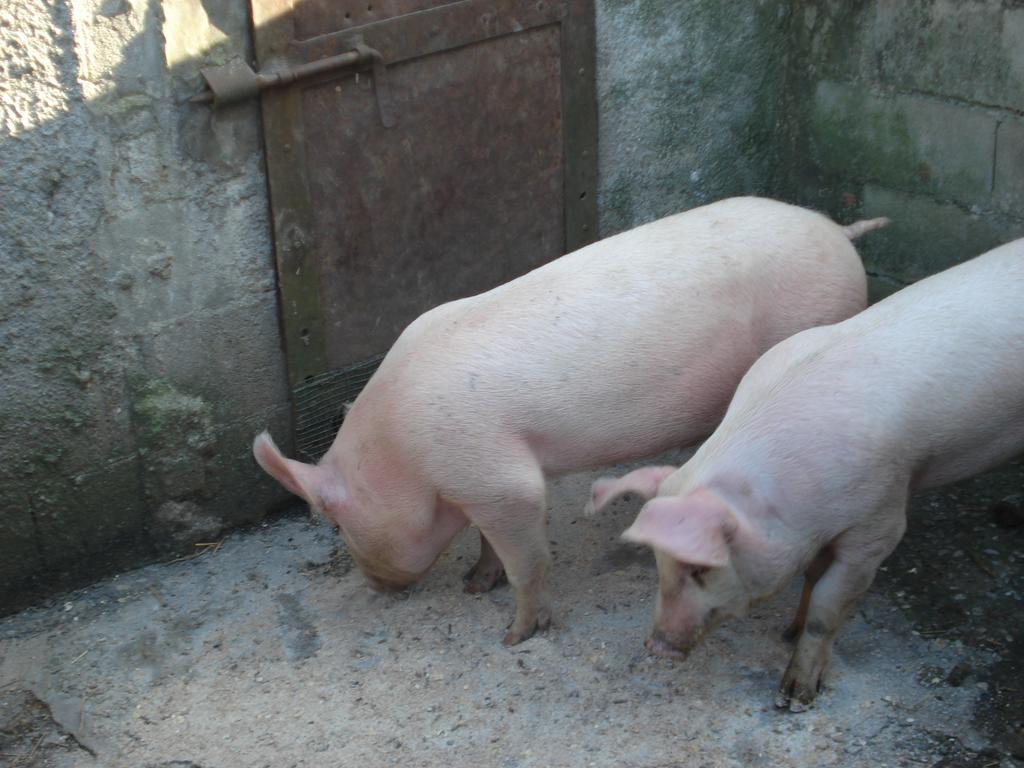 Agriturismo La Querce Rignano sullʼArno Oda fotoğraf