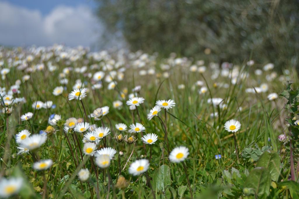Agriturismo La Querce Rignano sullʼArno Dış mekan fotoğraf