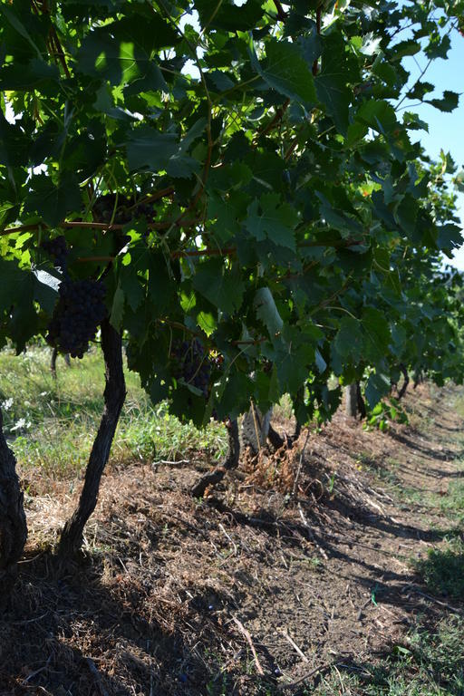 Agriturismo La Querce Rignano sullʼArno Dış mekan fotoğraf